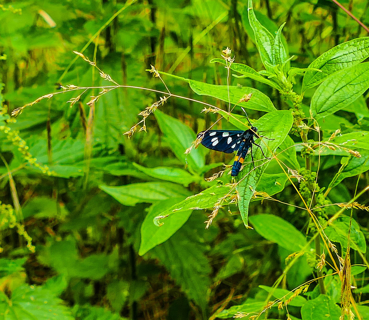 Am letzten Sonntag in der Lobau(NP Donauauen) entdeckt.