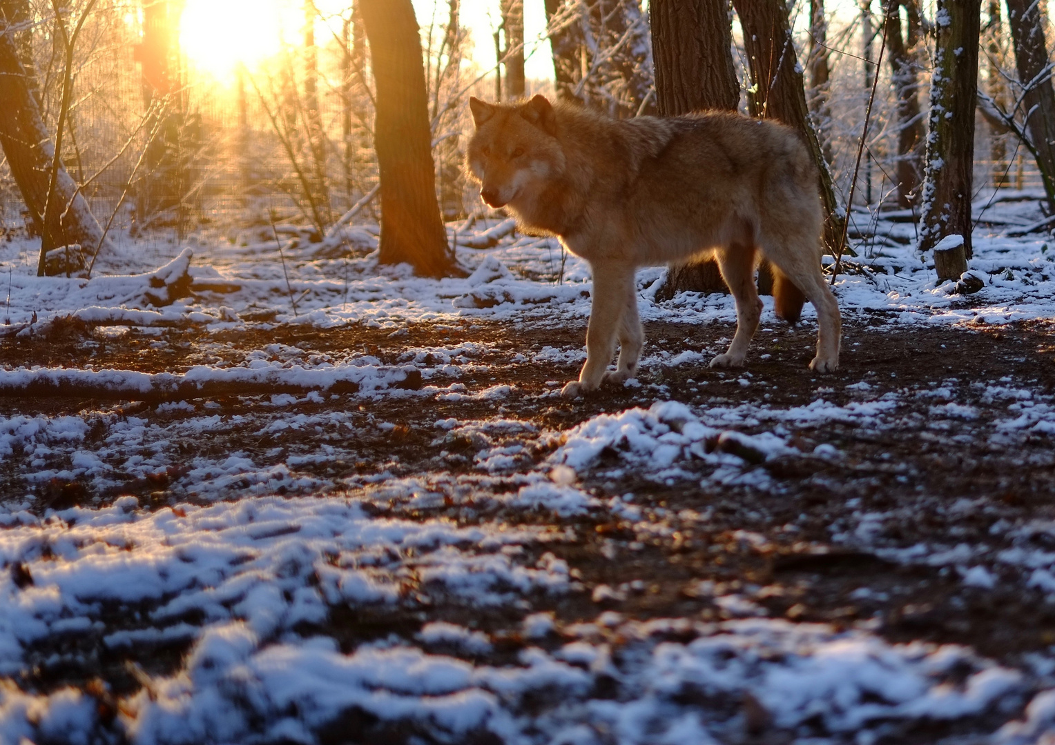 Am letzten Winterabend