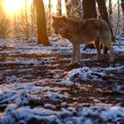 Am letzten Winterabend