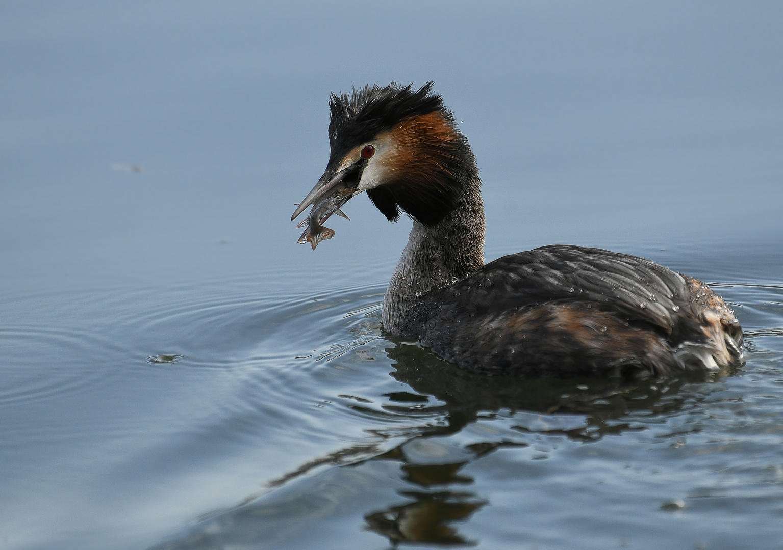 am liebsten Fisch....