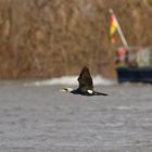 am liebsten fliege ich den Rhein entlang :-)