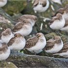 Am liebsten hocken die Alpenstrandläufer . . .