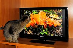 Am liebsten würde sie in den Fernseher springen.....