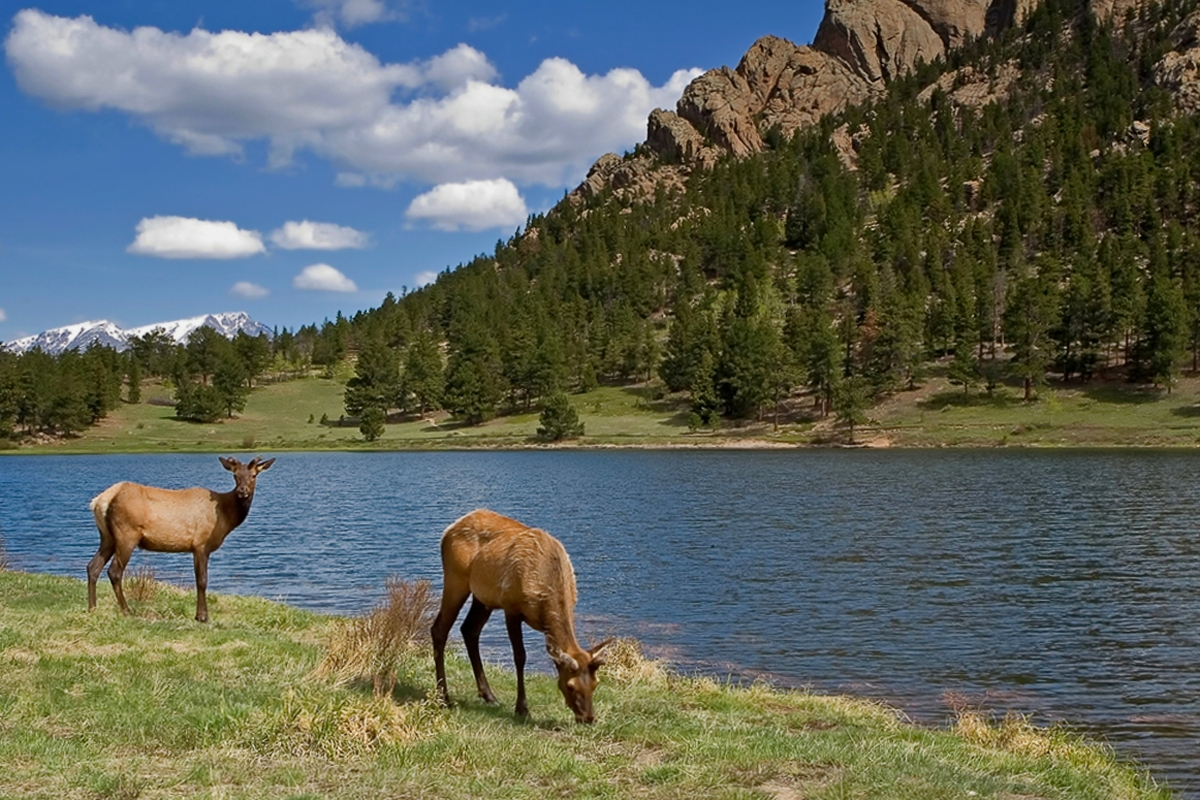 Am Lily Lake