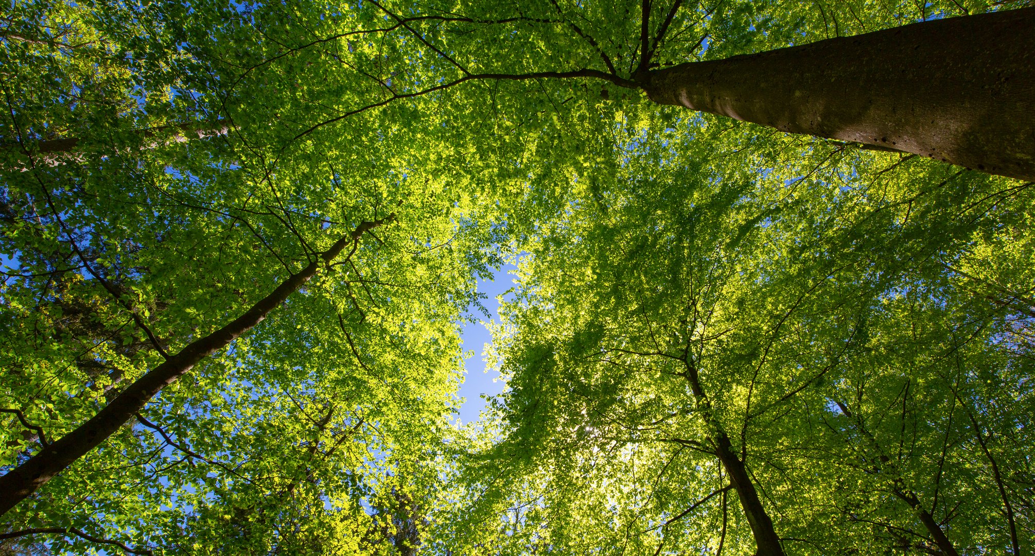 Am Limes bei Welzheim