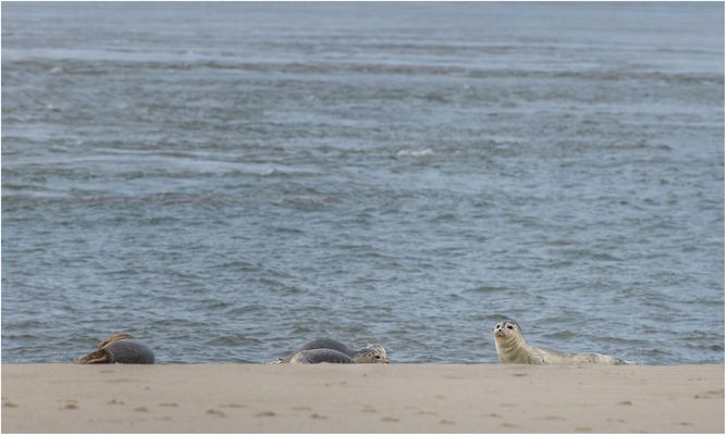 am Lister Ellenbogen...