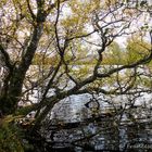 am Loch Cul Dromannan (2)