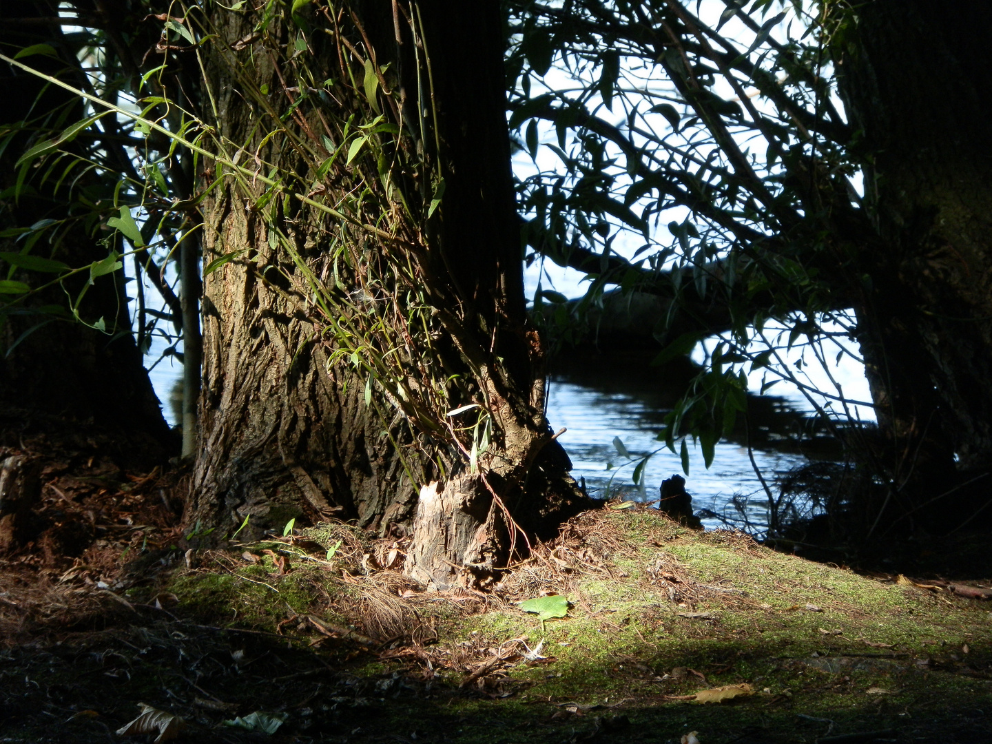 am lohheider see