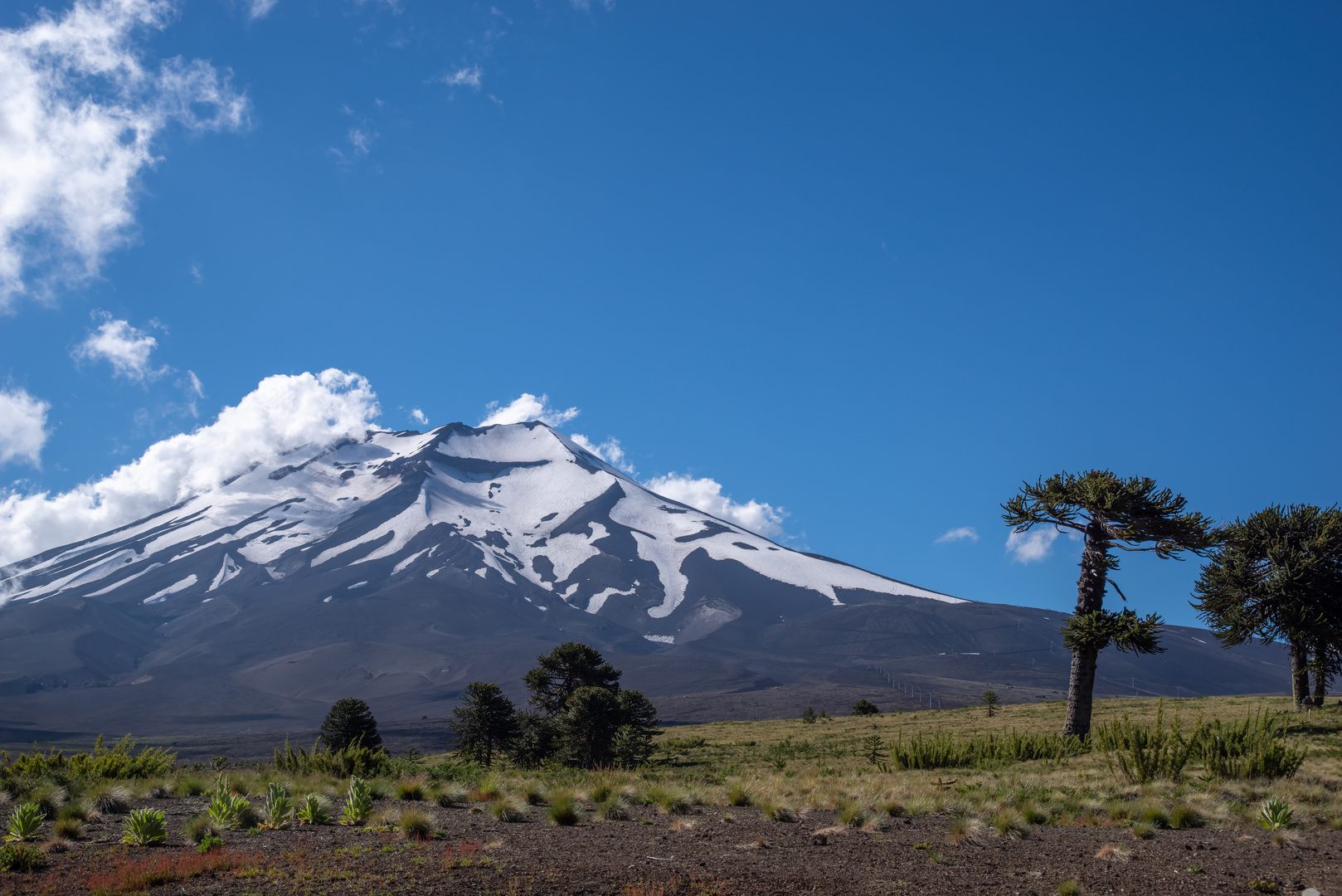 Am Lonquimay in Chile