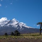 Am Lonquimay in Chile