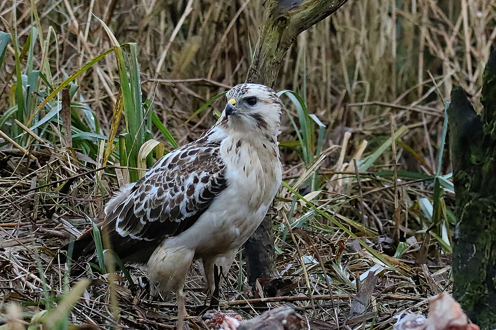 Am Luderplatz Foto & Bild winter, natur, greifvogel Bilder auf