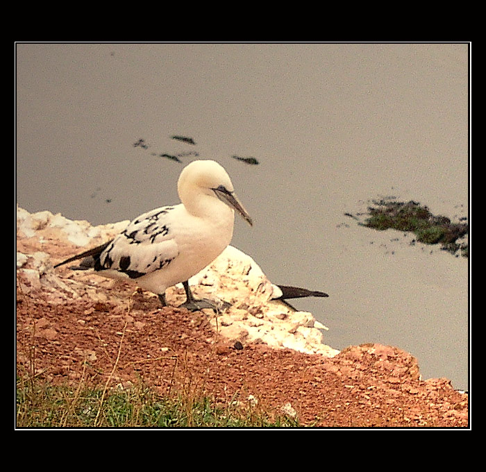 Am Lummenfelsen, Helgoland