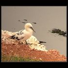 Am Lummenfelsen, Helgoland