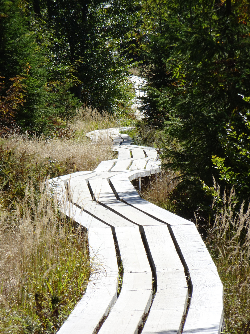 Am Lusen - Bayerischer Wald