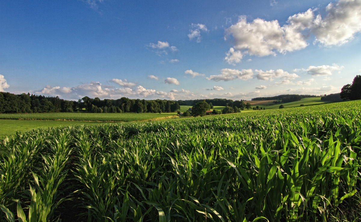 Am Maisfeld