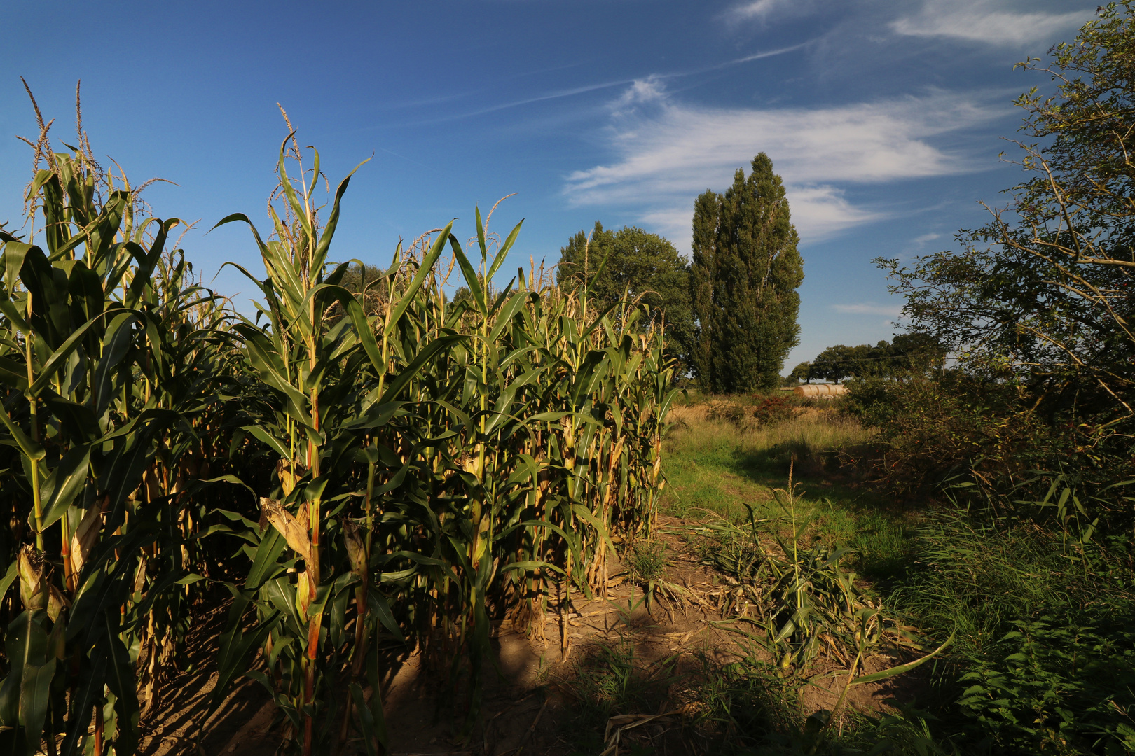 Am Maisfeld