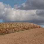 Am Maisfeld