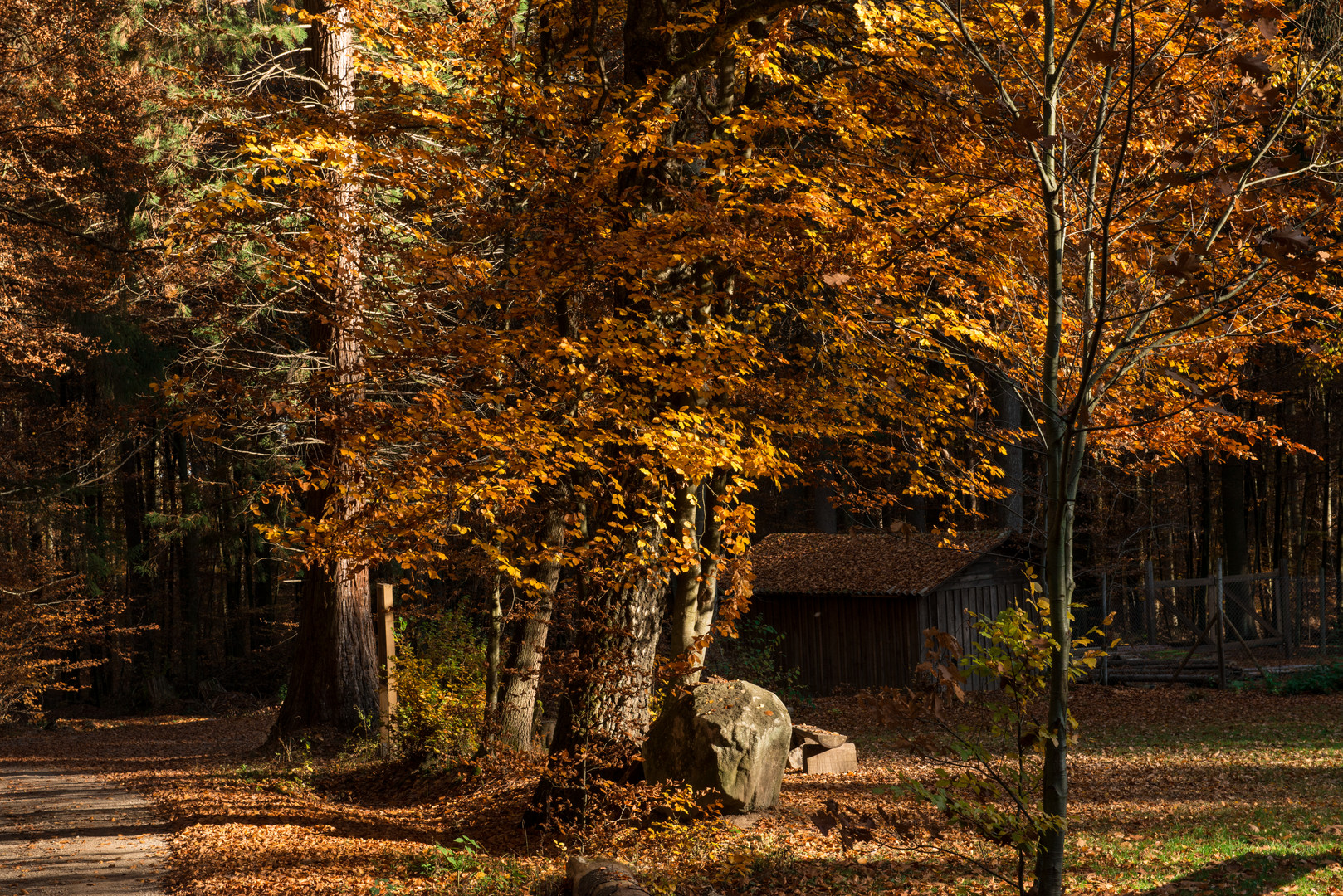 Am Mammutbaum im Herbst