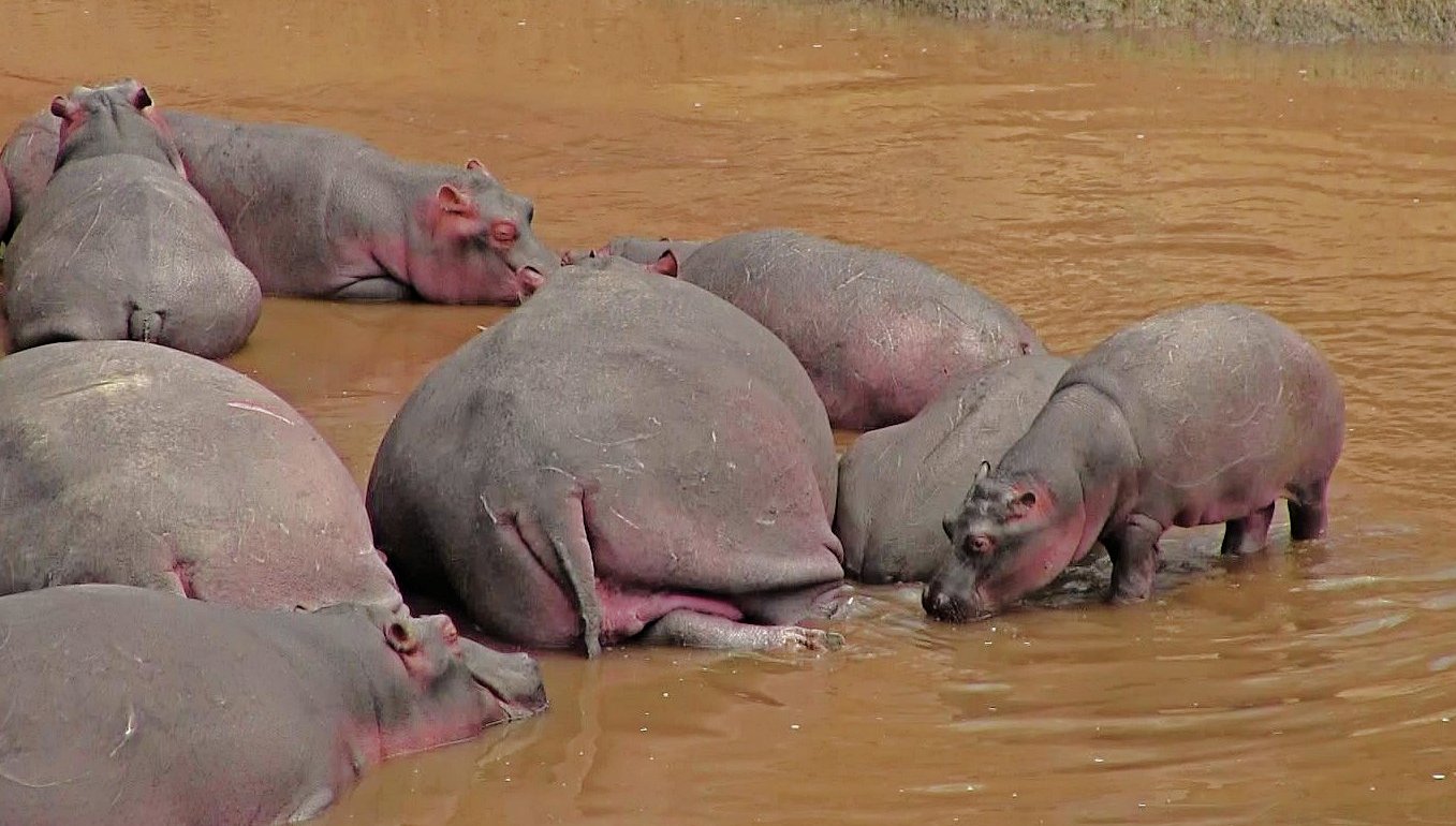 Am Mara River