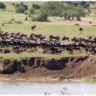 Am Mara River - Serengeti Nord