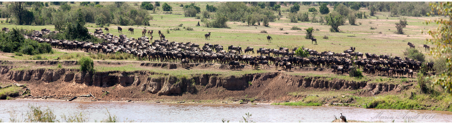 Am Mara River - Serengeti Nord