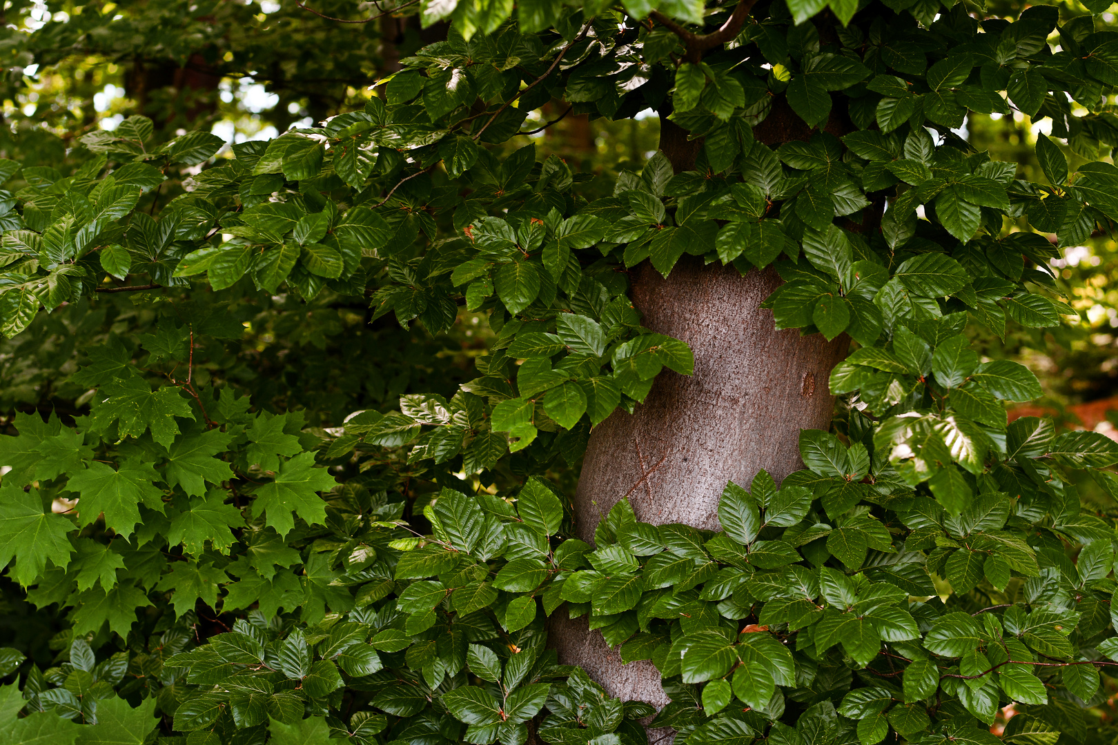 Am Mauracher Berg / Denzlingen