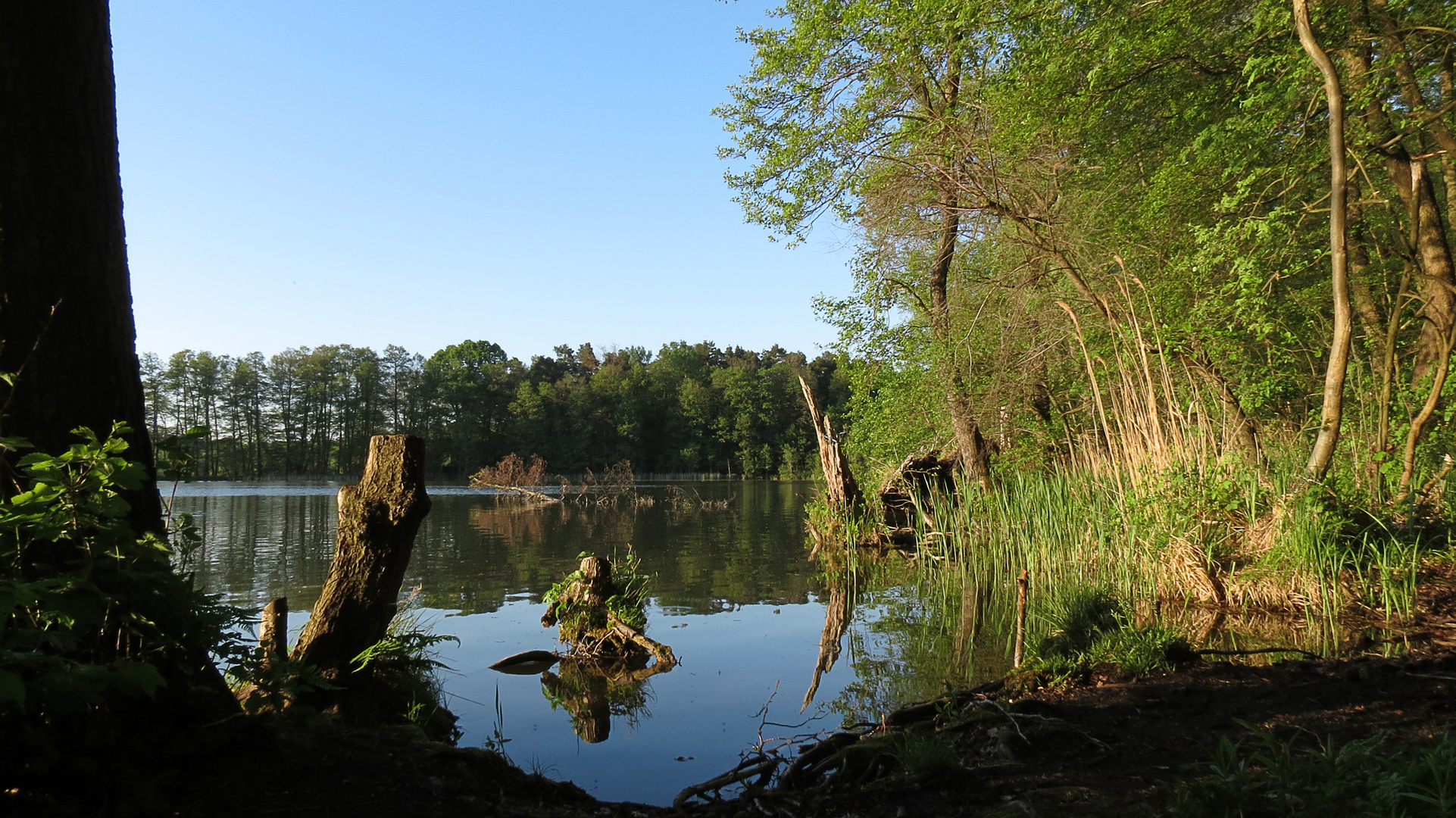 Am Maxsee