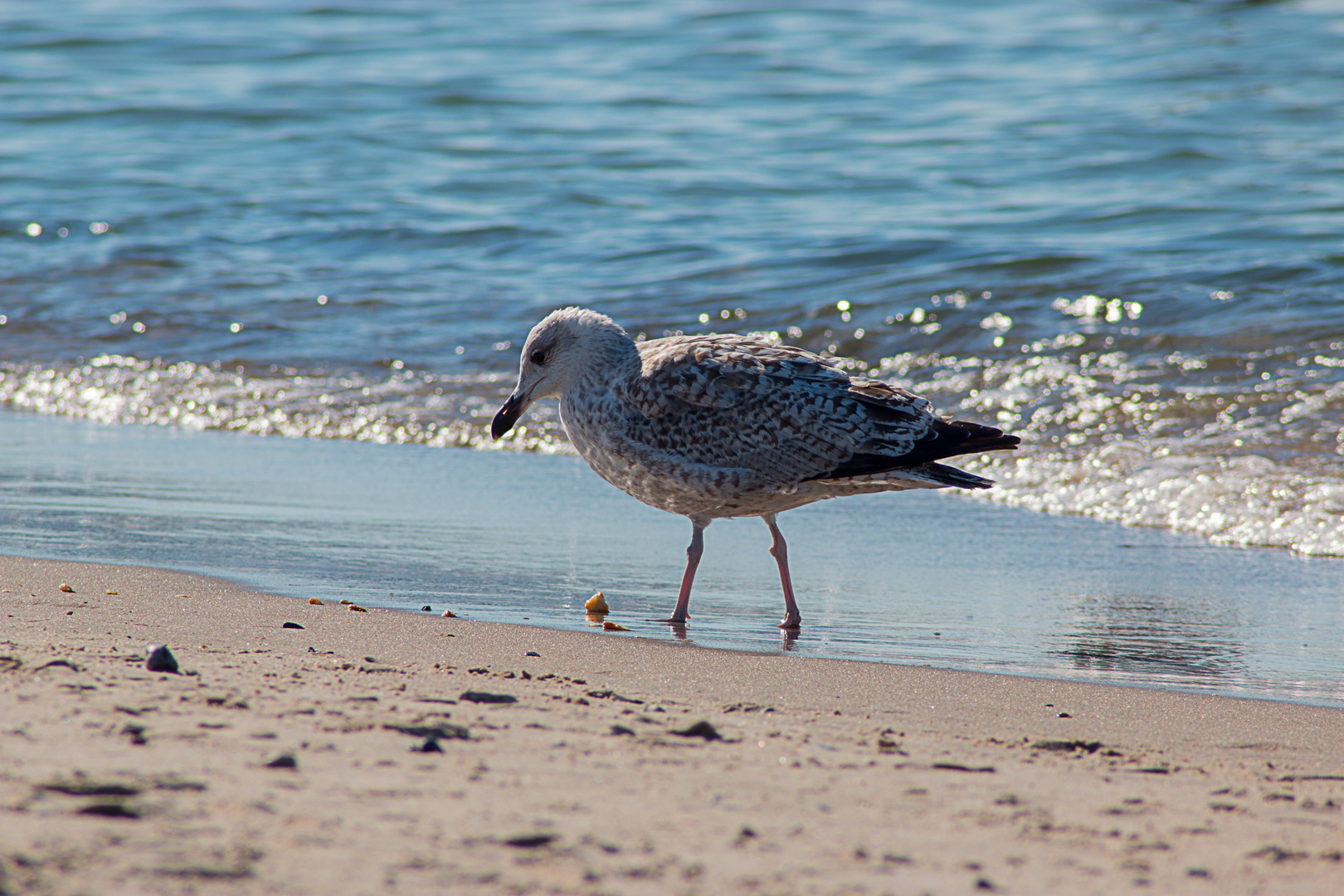 Am Meer