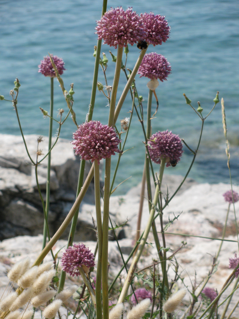 Am Meer...