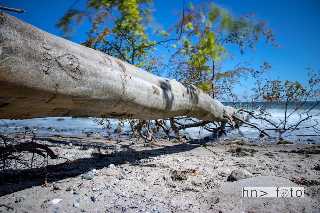 Am Meer - Der gestürzte Baum