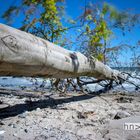 Am Meer - Der gestürzte Baum