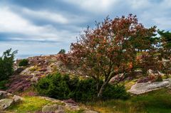 Am Meer und auf der Heide