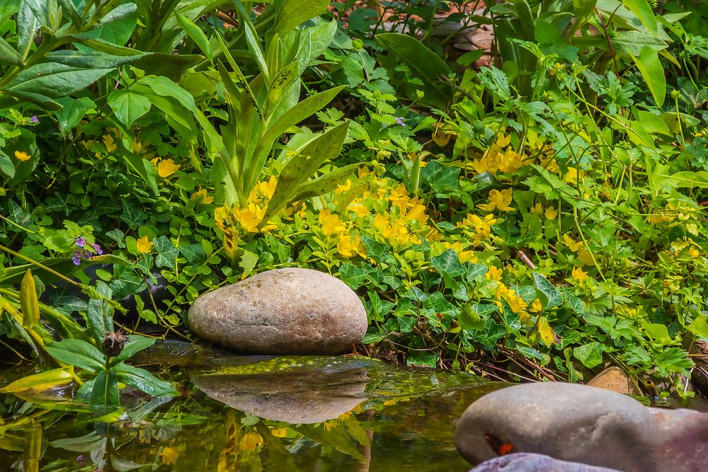 Am meinem Gartenteich