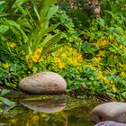 Am meinem Gartenteich