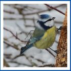 ... Am Meisenknödel: Blaumeise ....