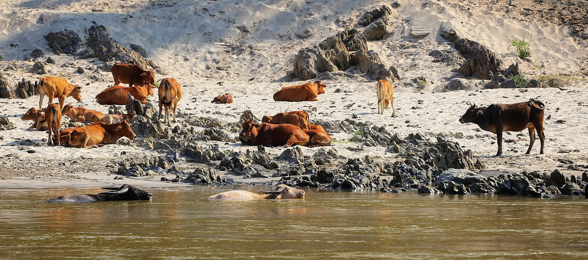 am Mekong