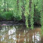 am Meyenburger Mühlenteich ...