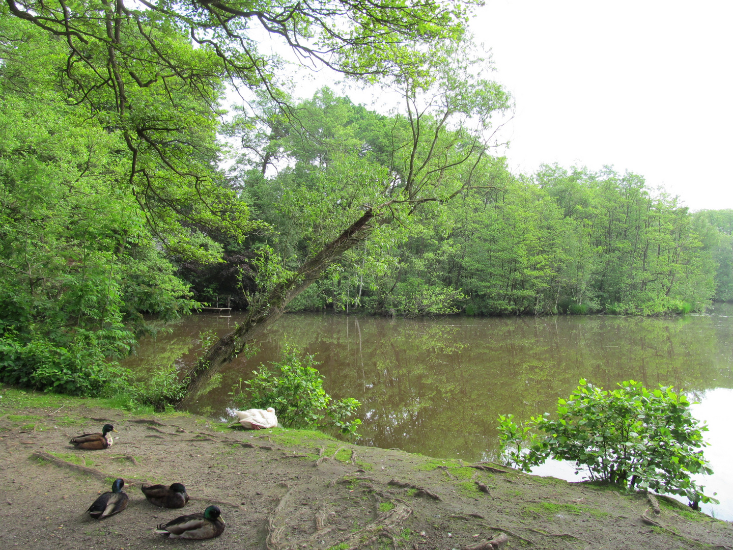  am Meyenburger Wassermühle  - Teich ....