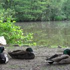  am Meyenburger Wassermühle  - Teich ...