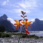 Am Milford Sound