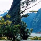 Am Milford Sound 