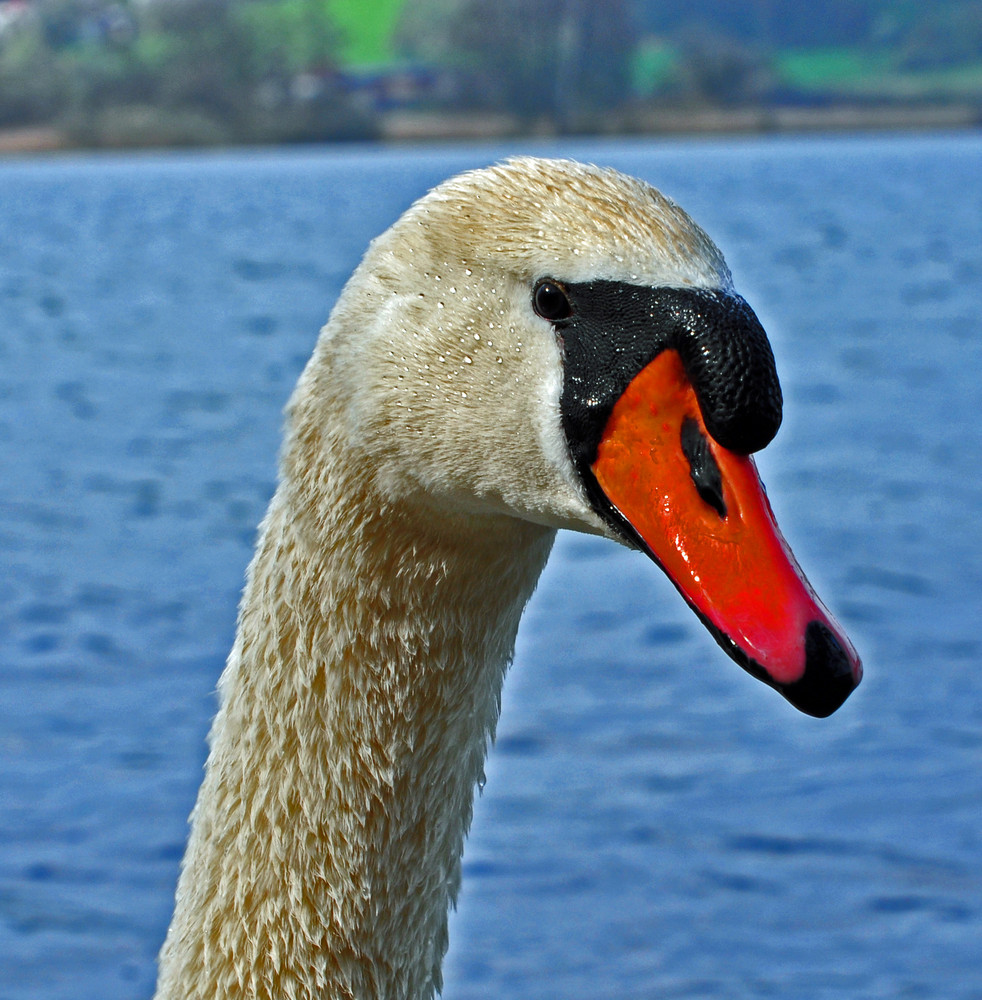 Am Mindelsee