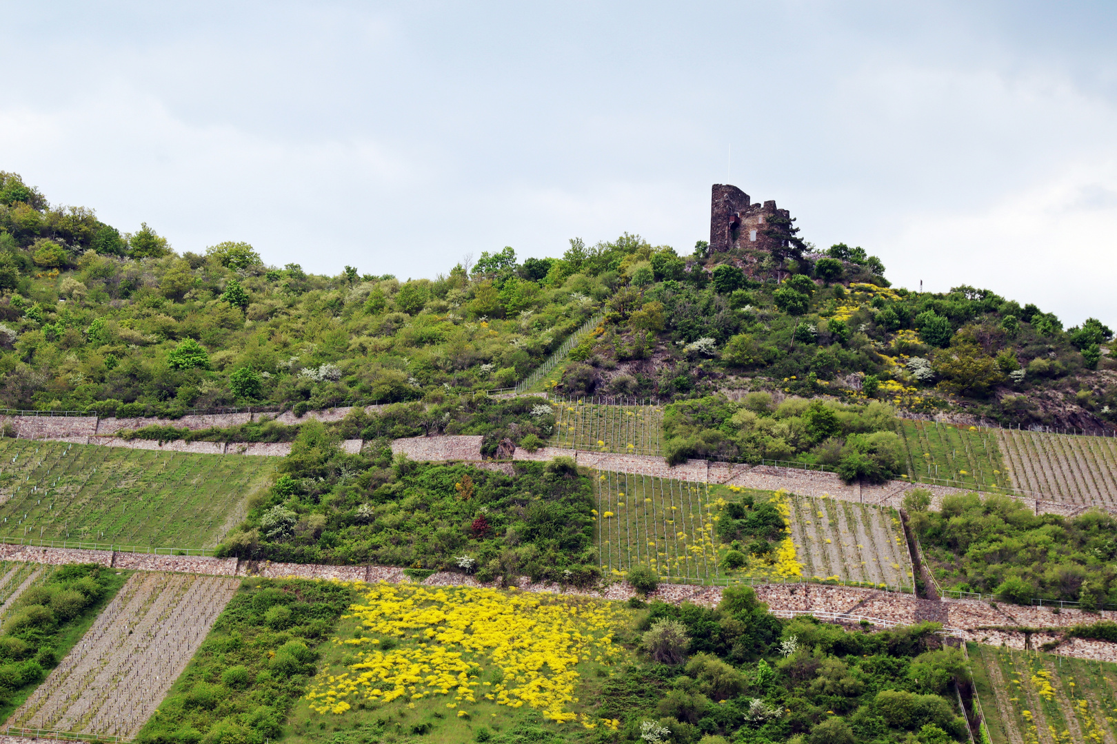 am Mittelrhein