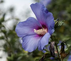 Am Mittwoch gibt es frisches aus dem Garten.....