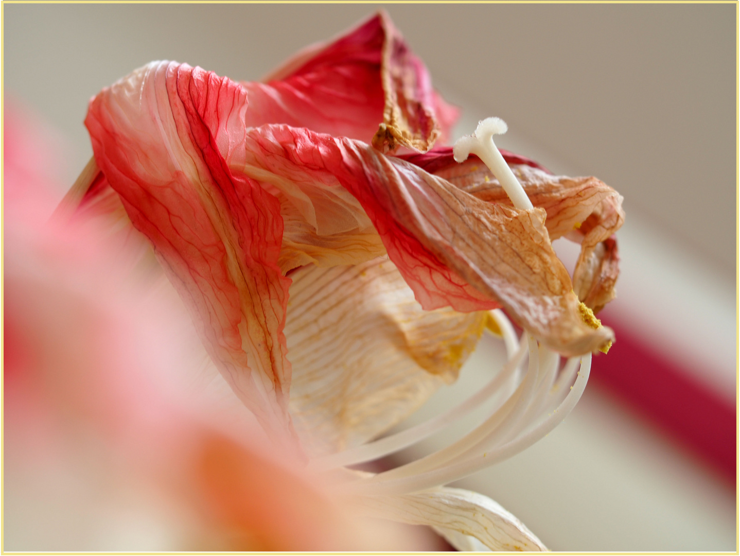 Am Mittwoch ist die Amaryllis verblüht