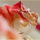 Am Mittwoch ist die Amaryllis verblüht