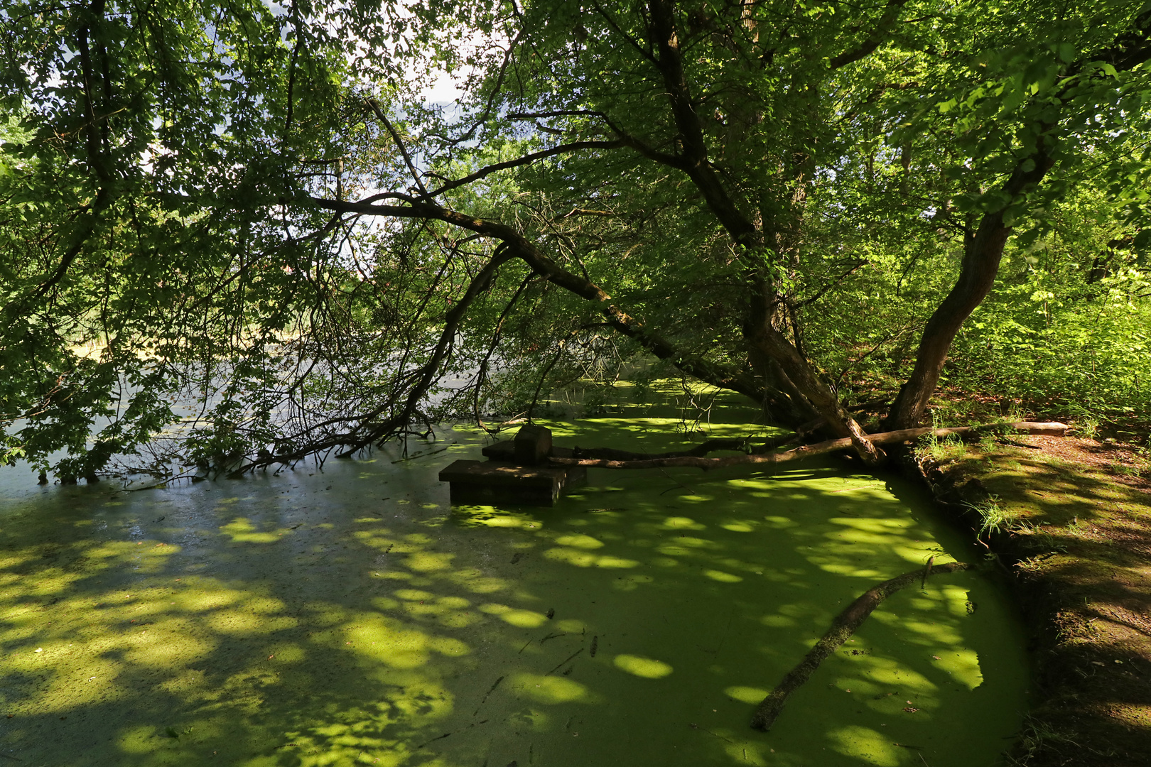 Am Mönchsteich