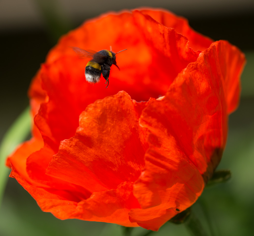 am Mohn