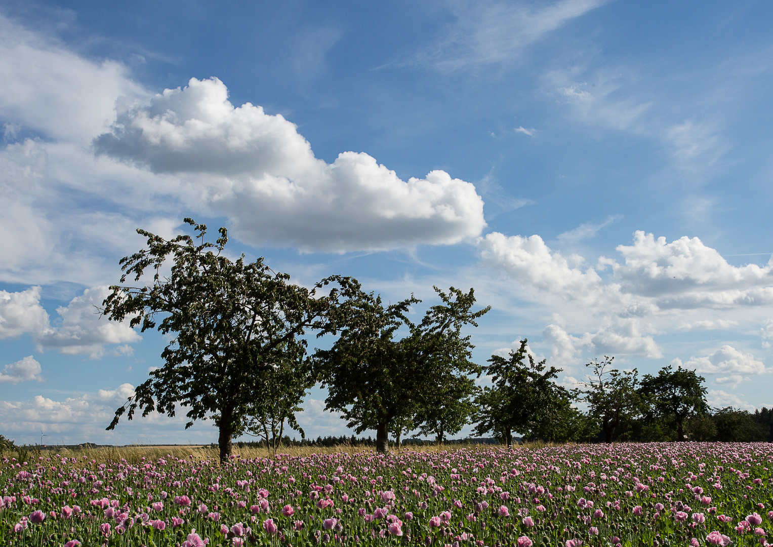 Am Mohnfeld