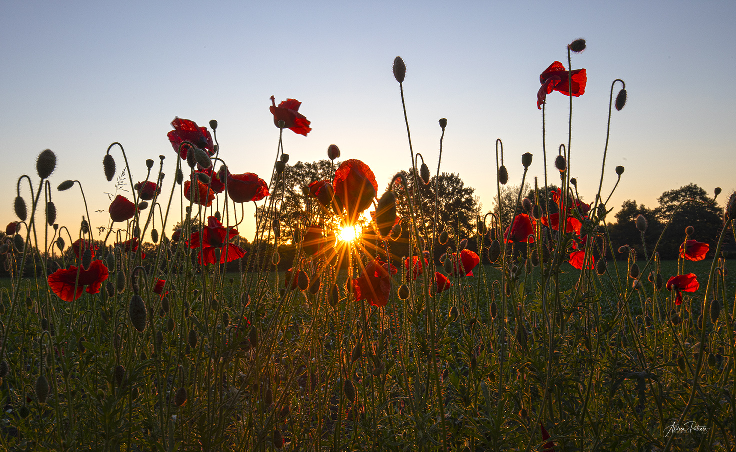 Am Montag ein Sonnenaufgang am Mohnfeld